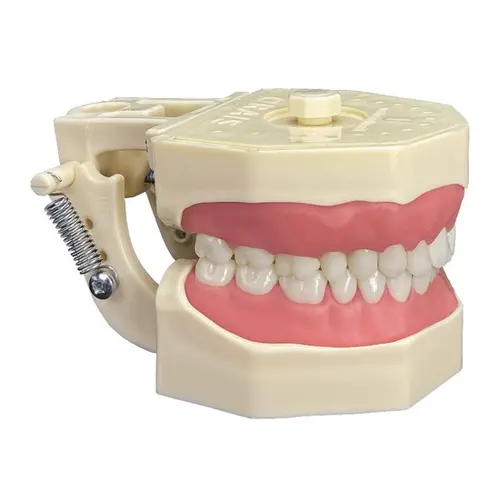 MANEQUIM DE DENTISTICA (101) - ORAIS