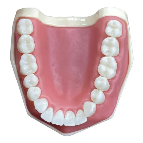 MANEQUIM DE DENTISTICA (101) - ORAIS