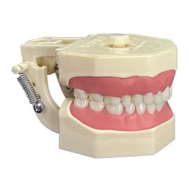 MANEQUIM DE DENTISTICA (101) - ORAIS