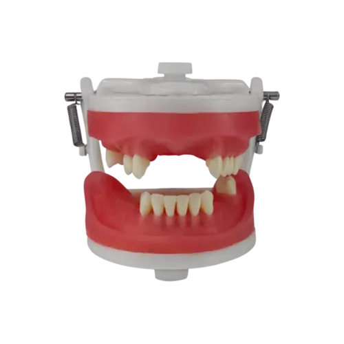MANEQUIM PD 105 - PRONEW TOP PROTESE REMOVIVEL
