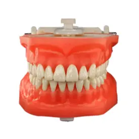 PD 112.1 MANEQUIM TOP MACROMODELO C/ LINGUA PRONEW