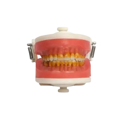 MDT 069 MANEQUIM PERIODONTIA I C/GENGIVA ROSA PRON