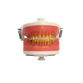 MDT 069 MANEQUIM PERIODONTIA I C/GENGIVA ROSA PRON