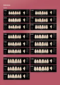 DENTE DELARA POSTERIOR INFERIOR - 34L COR A2 - KULZER